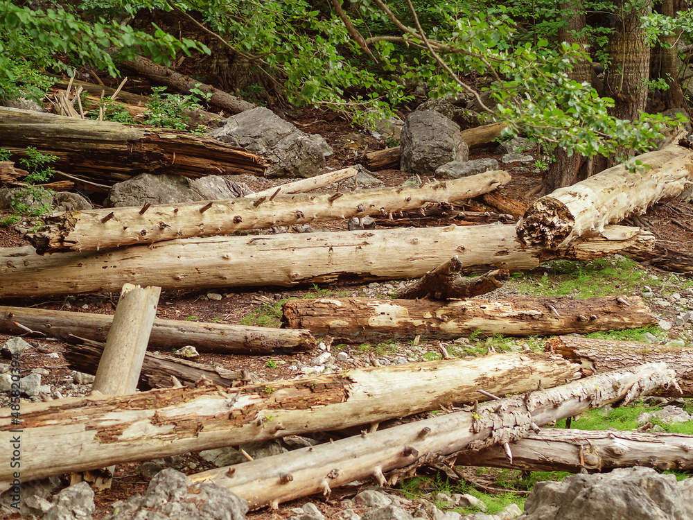 Many trunks of fallen trees with broken branches lie in a clearing in the forest Many trunks of fallen trees with broken branches lie in a clearing in the forest
