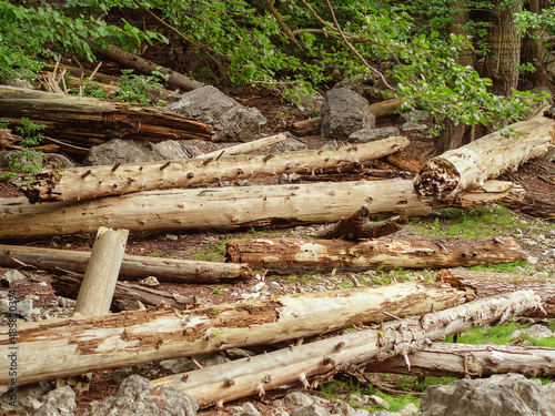Many trunks of fallen trees with broken branches lie in a clearing in the forest