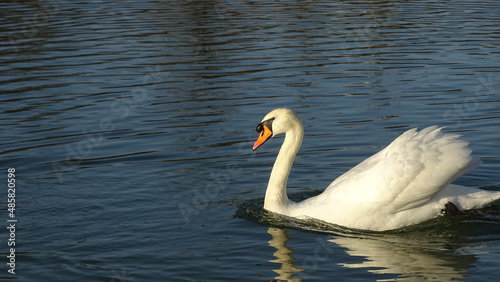 Swan floating on a pond