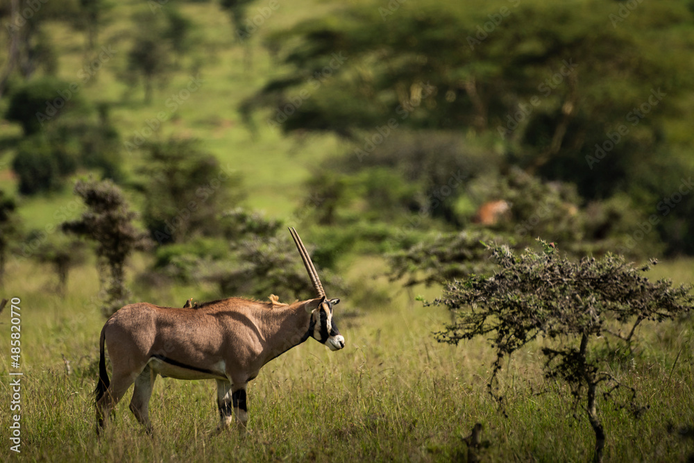 Fototapeta premium East African Oryx (Oryx beisa) at El Karama Ranch, Laikipia County, Kenya