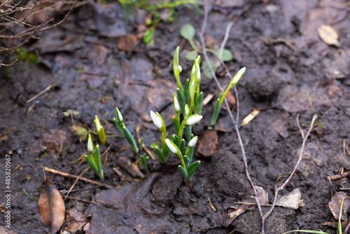 Sprouted snowdrops in the wet ground