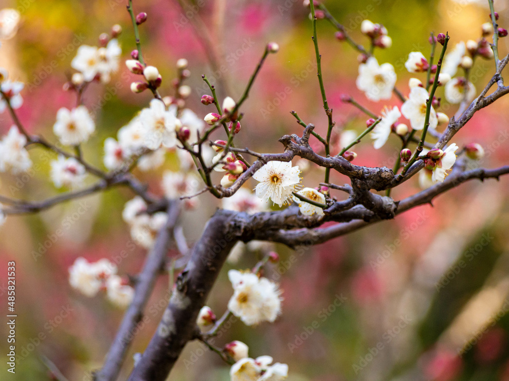 白い梅の花 白い梅の花