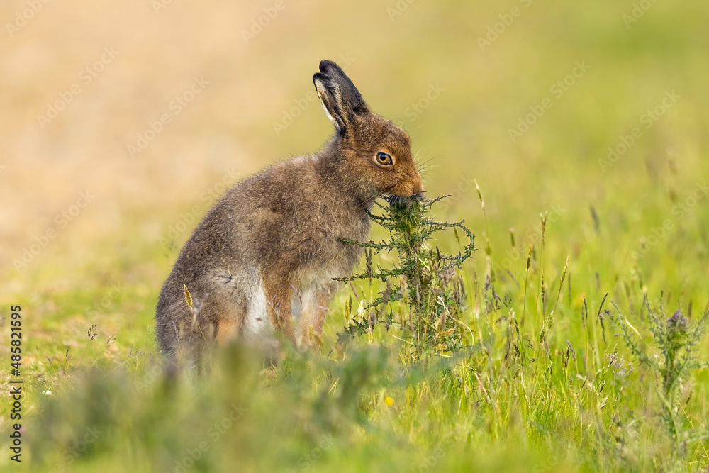 Fototapeta premium Mountain Hare eats a thistle flower Hoy, Scotland