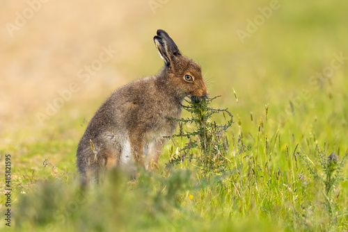 Fotografi Mountain Hare eats a thistle flower Hoy, Scotland