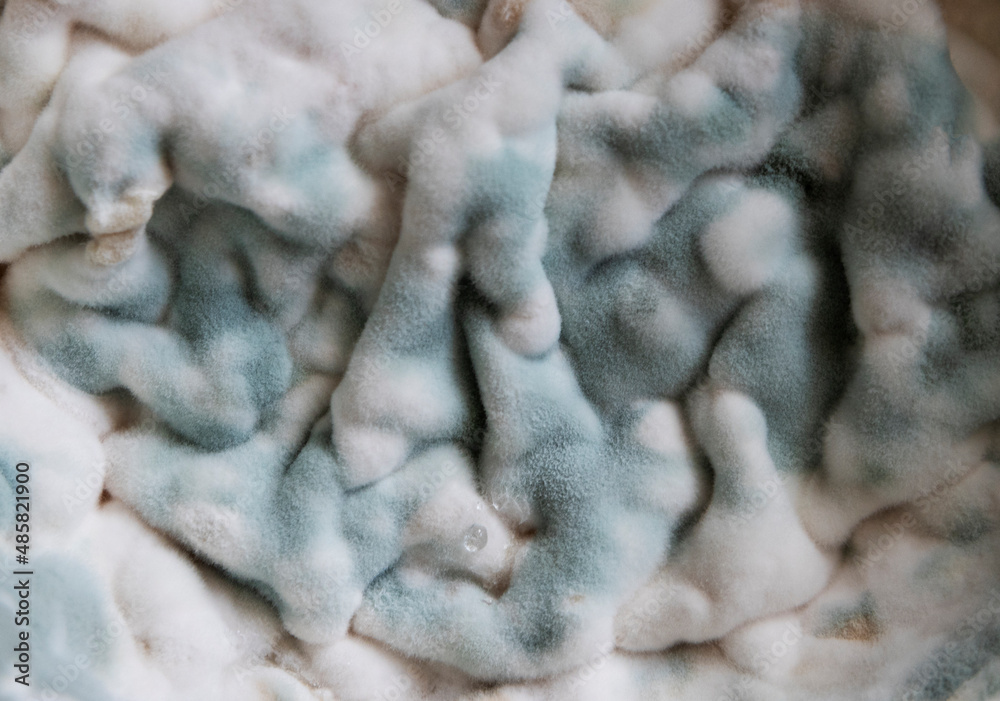 velvety mold on the surface of spoiled food close-up