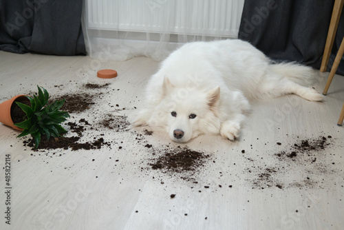 Guilty dog on the floor next to an overturned flower