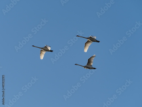 Three swan flying in the sky in a triangle layout. Valentine day