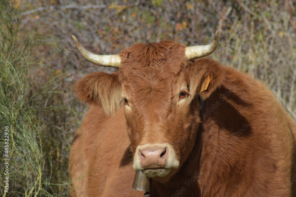 Vaca Vaca