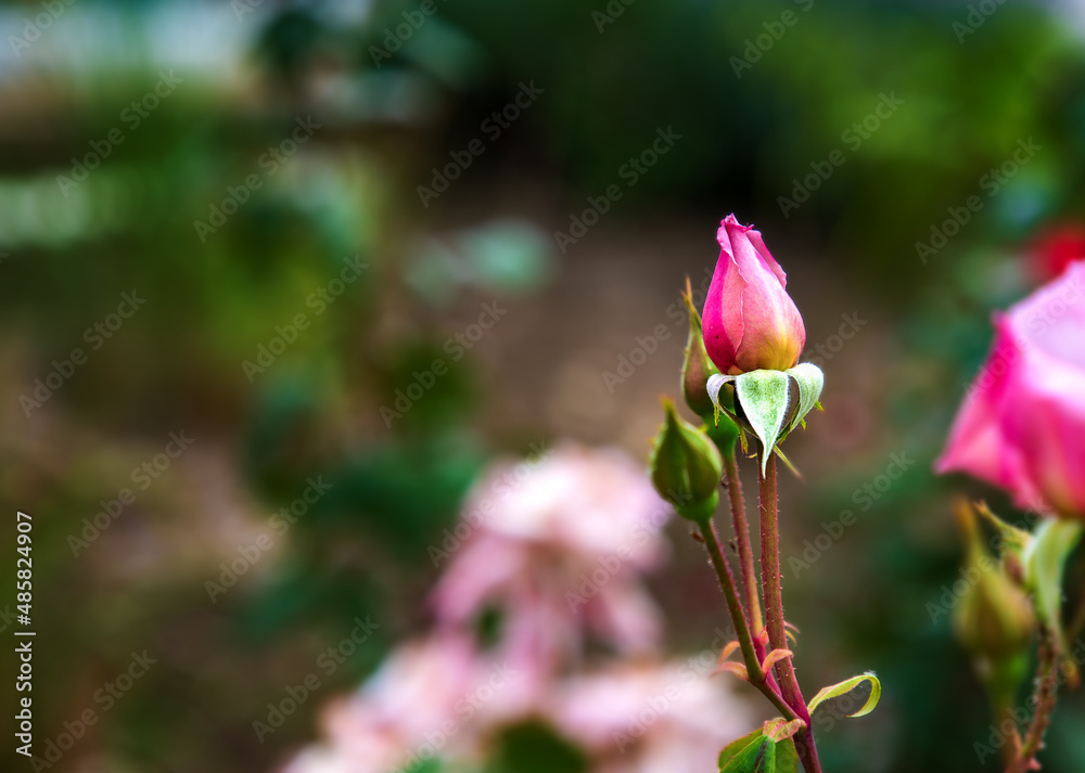 Bud of red rose on the Branch in the Garden. Flowering red roses in the garden. Floral background.