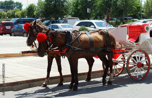 Couple of beautiful well-groomed horses in a harness, harnessed to a carriage