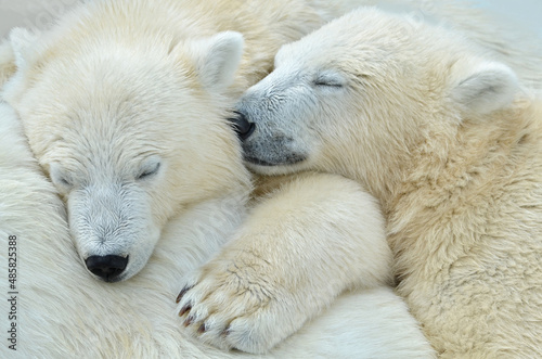 Fotografie, Obraz white polar bear