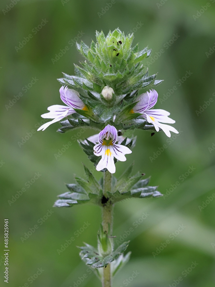 Common eyebright, a very traditional medicinal plant growing wild in Finland Common eyebright, a very traditional medicinal plant growing wild in Finland