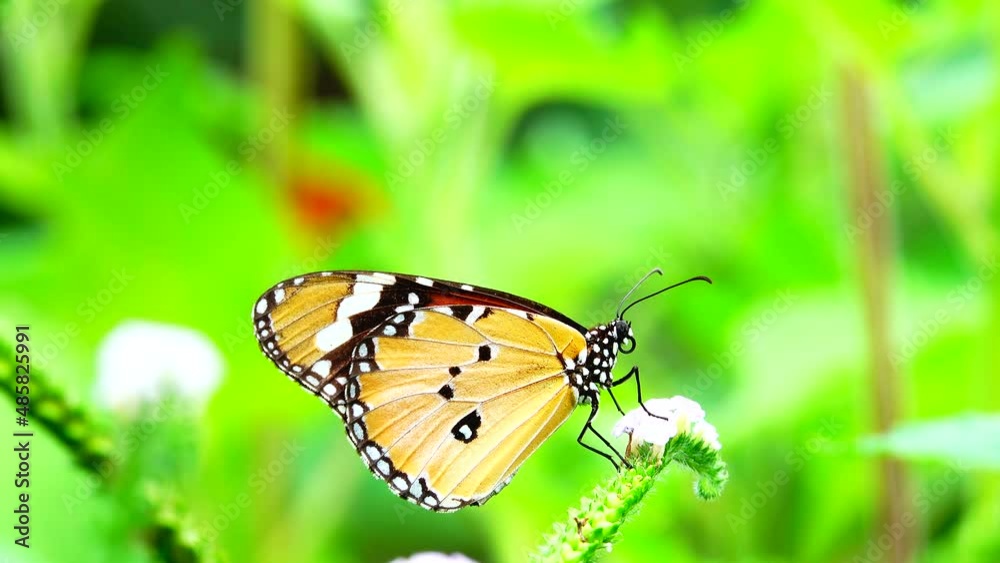 4K Thai butterfly in garden garden summer flower and butterfly flower butterfly flower butterfly 4K Thai butterfly in garden garden summer flower and butterfly flower butterfly flower butterfly