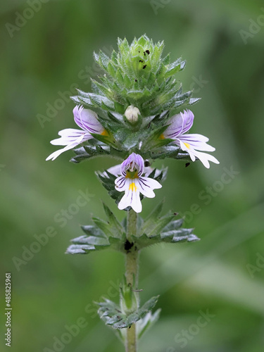 Common eyebright, a very traditional medicinal plant growing wild in Finland photo