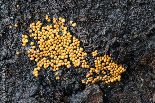 Yellow sporangia of a slime mold from Finland  photo