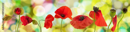 Valokuva Poppy flower photographed several times
