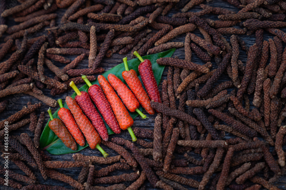 Long Pepper Indian Long Pepper Javanese Long Pepper Piper Retrofractum Vahl Spices And 