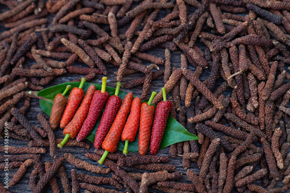 Long Pepper, Indian long pepper, Javanese long pepper (Piper