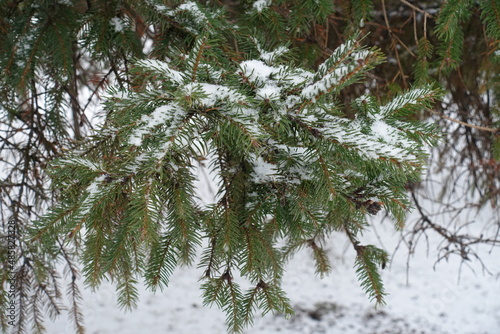Some snow in the leafage of Picea abies in mid February © Anna