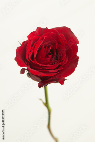 Valentines Single Red Rose