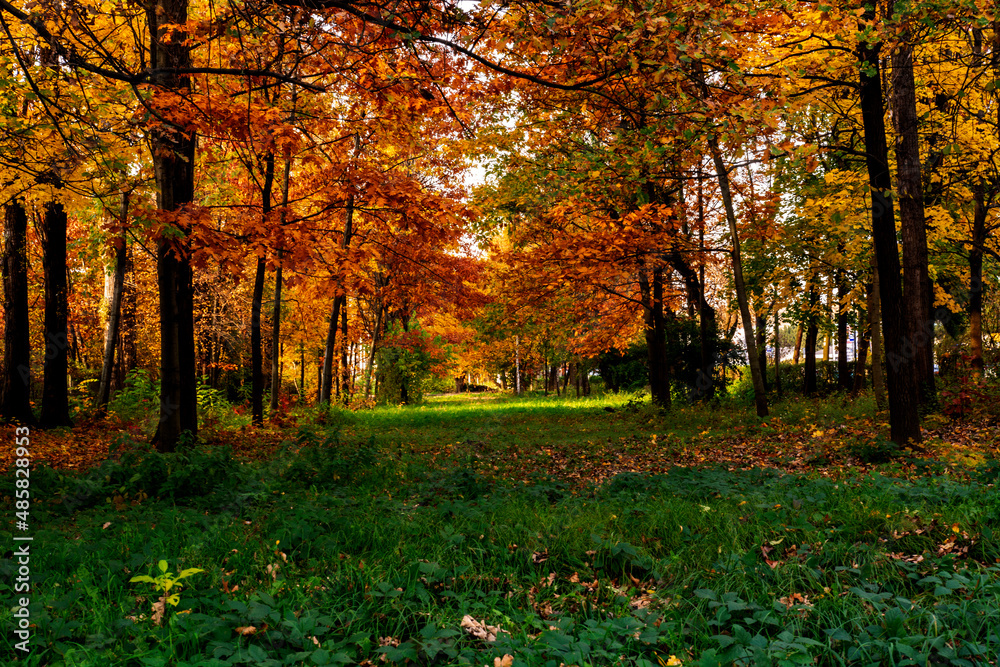 Obraz na płótnie jesienny krajobraz w salonie