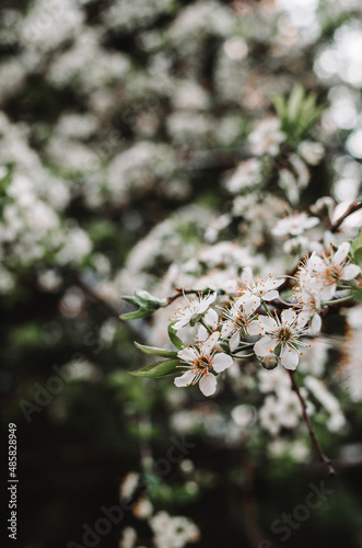 Plenty of tender small white flowers on a blossoming branch in the spring garden. Fruit tree in full bloom