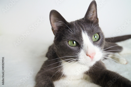 Young gray cat with green eyes in a white interior looks at the camera.