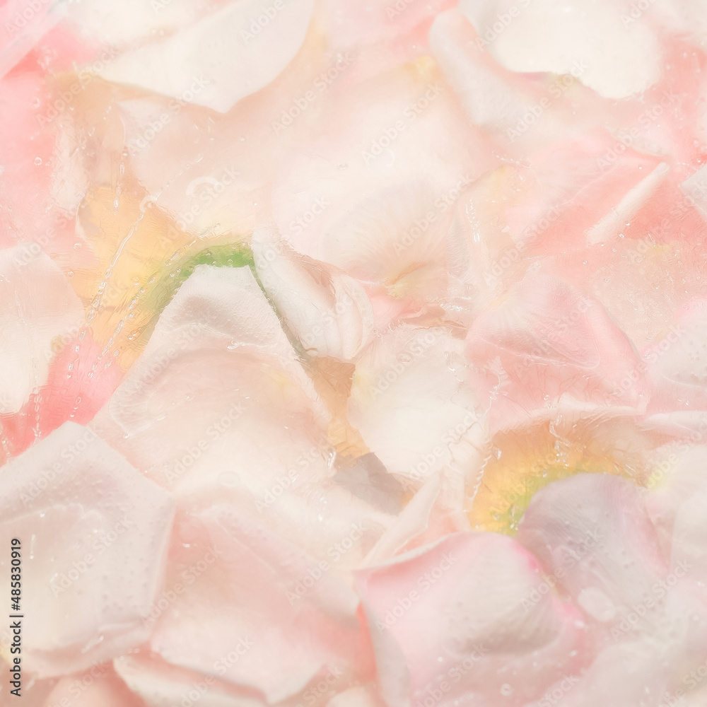 Rose petals frozen in ice, the concept of spring. Rose petals frozen in ice, the concept of spring.