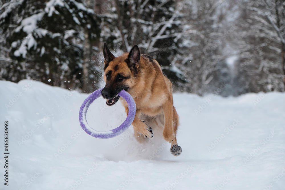 Active and energetic walk with dog in winter park. Outdoor games. Red and black German Shepherd is running fast along snowy forest road with blue round toy in teeth.