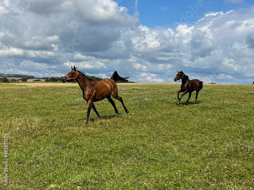 two horses galloping across the field in the summer  happy to be outside