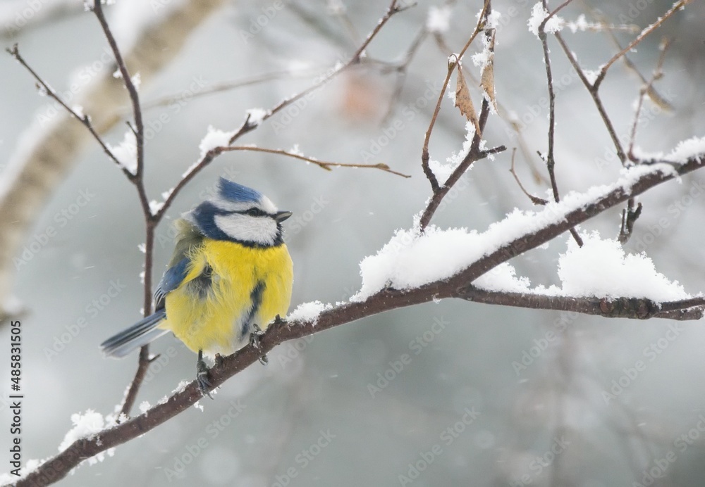Winter scenery with blue tit bird sitting on the snowy branch(Cyanistes caeruleus) Winter scenery with blue tit bird sitting on the snowy branch(Cyanistes caeruleus)