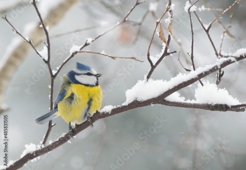 Winter scenery with blue tit bird sitting on the snowy branch(Cyanistes caeruleus)