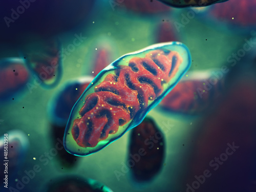 Mitochondria are cellular organelles found in most eukaryotic organisms. Adenosine triphosphate (ATP) is generated in mitochondria and is a source of  chemical energy photo