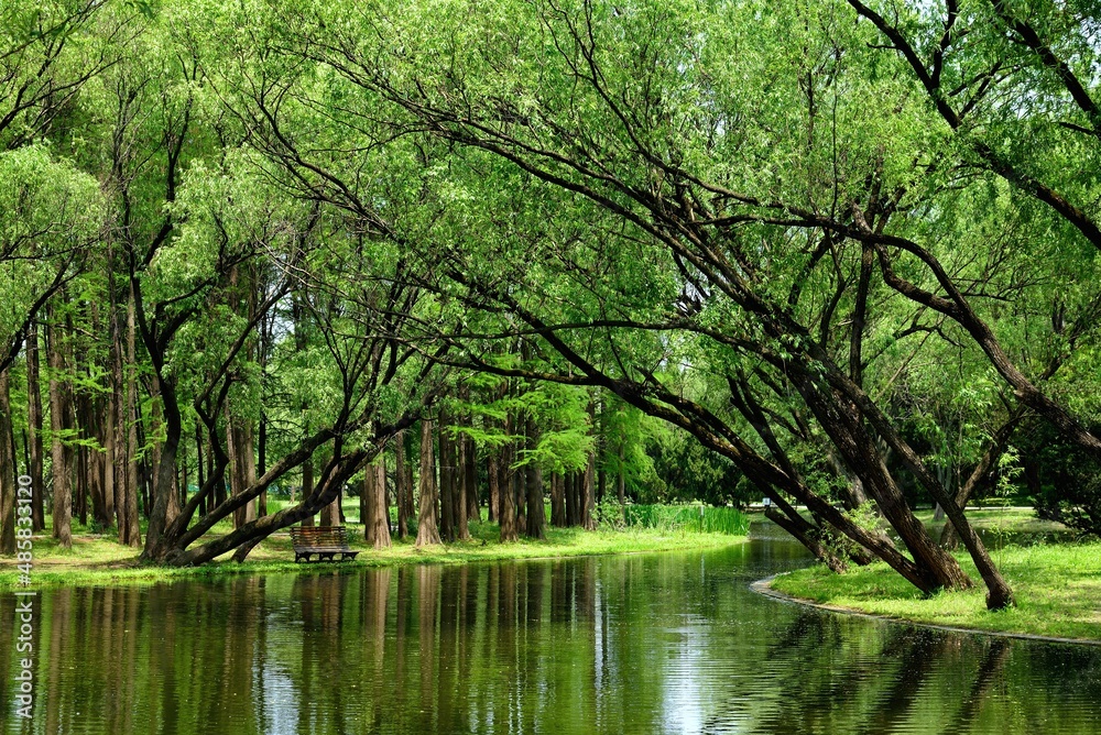 lake in the forest lake in the forest