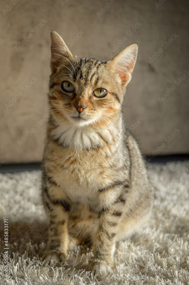 Portrait of a cute kitten with stripes. Cat looking to the camera. Selective focus.