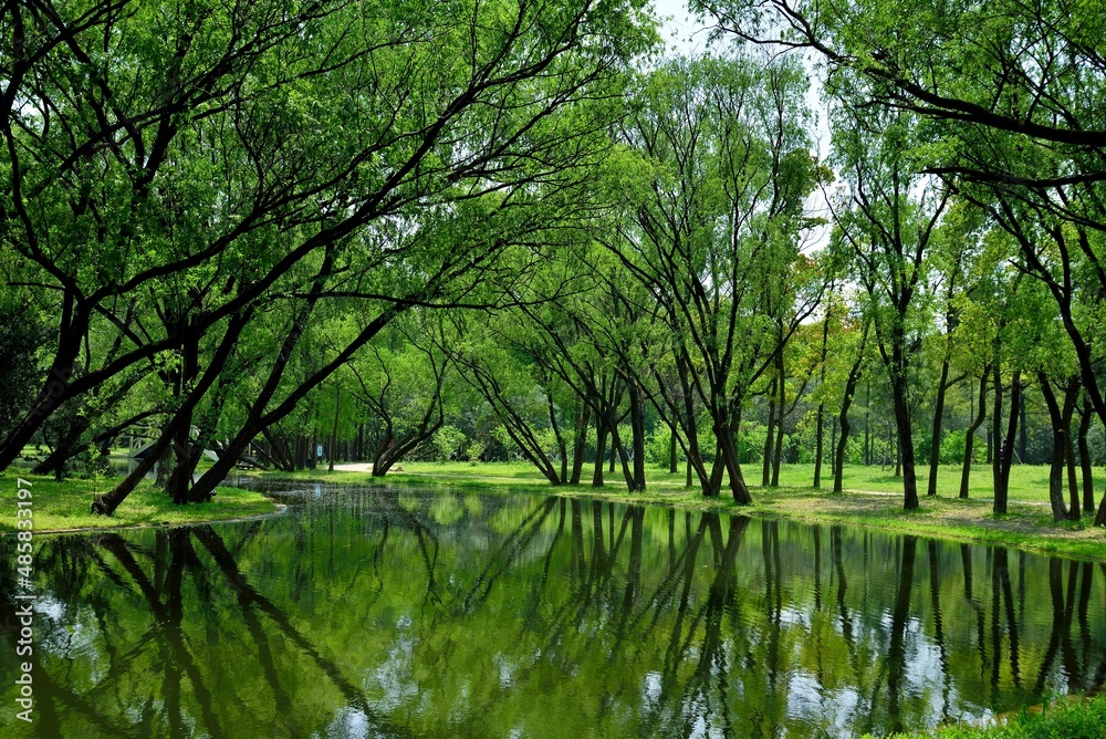 reflection of trees in the water reflection of trees in the water