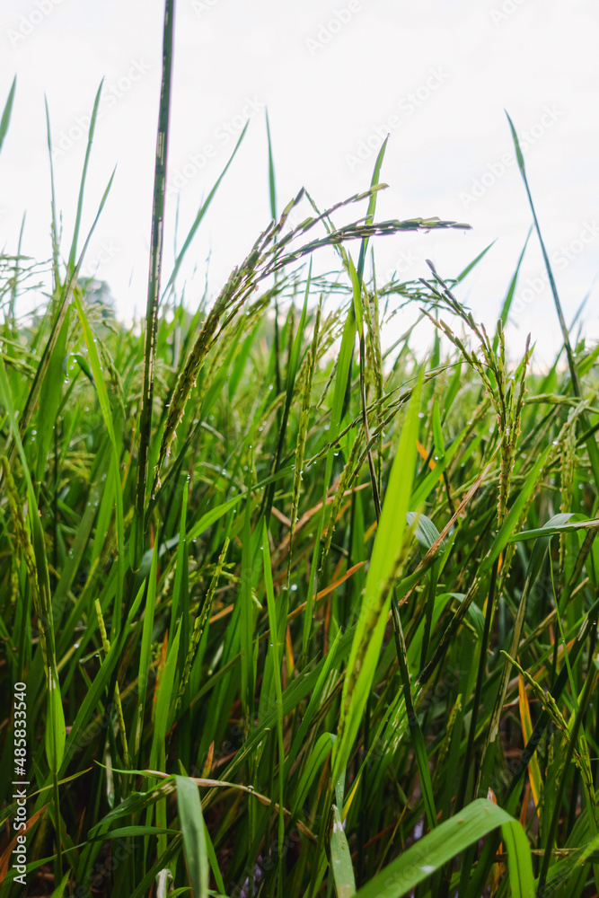 The rice in the field is about to be harvested The rice in the field is about to be harvested
