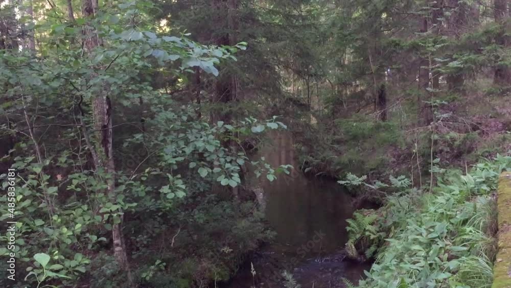 A small stream in a coniferous forest. Among the tall pines and fir trees runs a wide stream with clear brownish water. At the bottom of the stream there is sand, silt and fallen branches. A small stream in a coniferous forest. Among the tall pines and fir trees runs a wide stream with clear brownish water. At the bottom of the stream there is sand, silt and fallen branches.