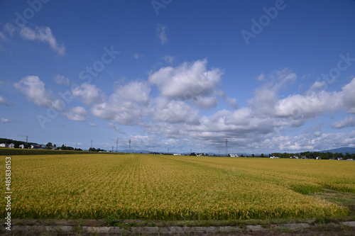 北海道の広大な田園風景に実った稲と大空を流れる雲