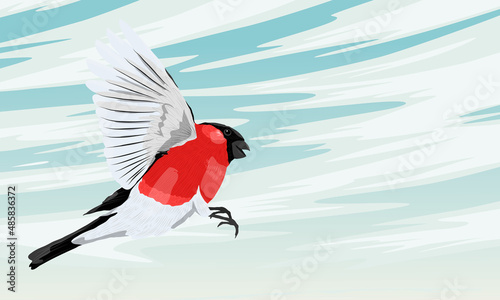 Bullfinch Pyrrhula pyrrhula flies in the blue sky. Wild birds of Europe and Asia. Realistic vector bird