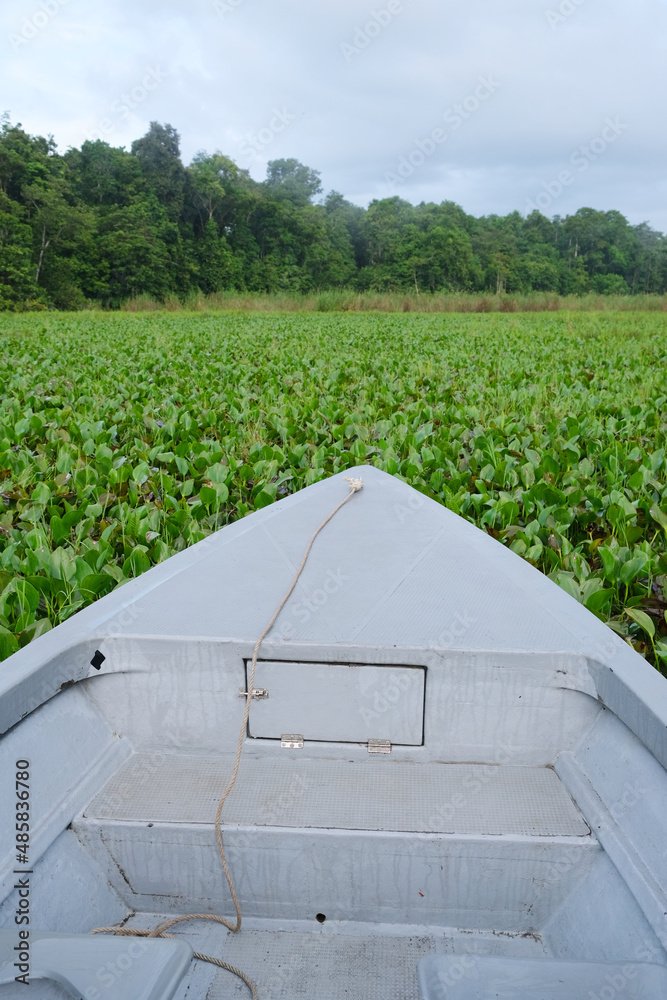 A river cruise along the Kinabatangan River is a unique experience in