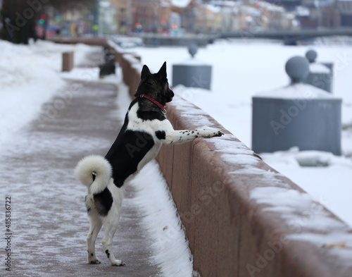 A large black and white dog stands leaning on the granite fence of the embankment, Admiralteyskaya Embankment, St. Petersburg, Russia, February 2022 photo