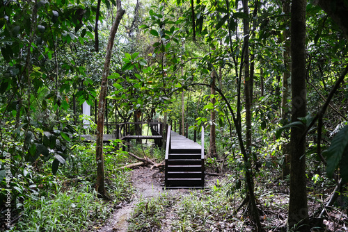 Forest along Kinabatangan river with beautiful rainforest inside the resort.