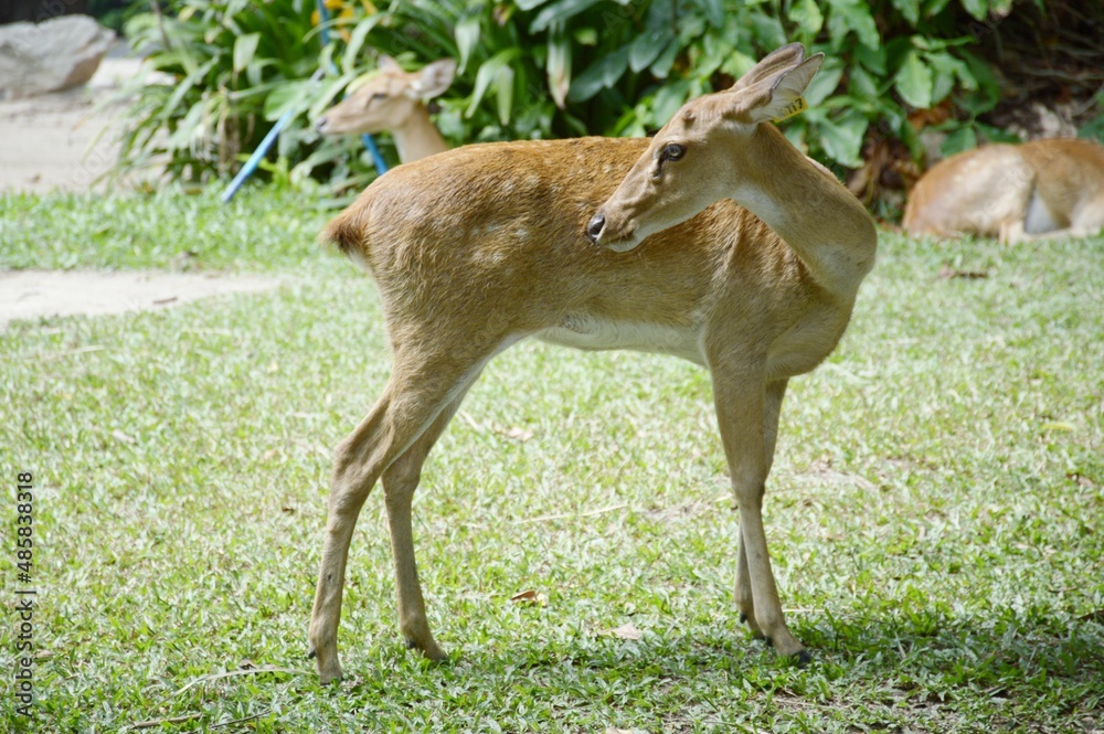 Fototapeta premium eld deer in wild nature