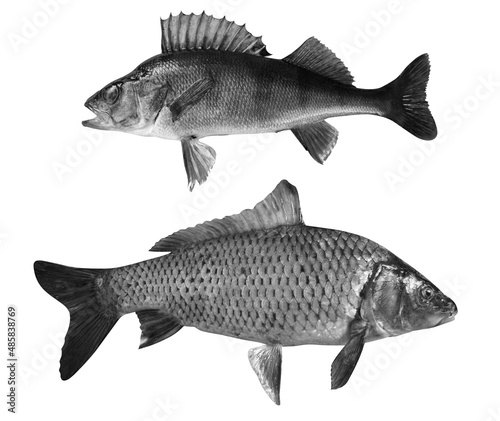 river perch isolated on white background.perch and carp river fish black and white photo