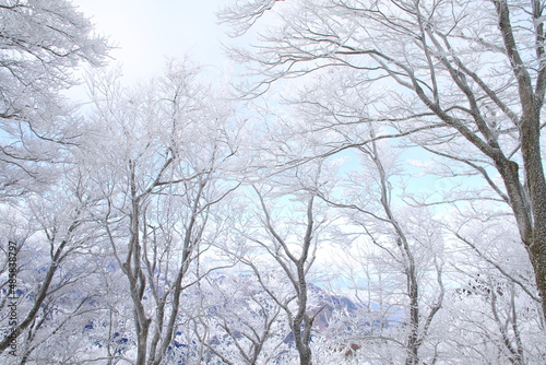 霧氷の林 © NAOKI　KOUSAKA