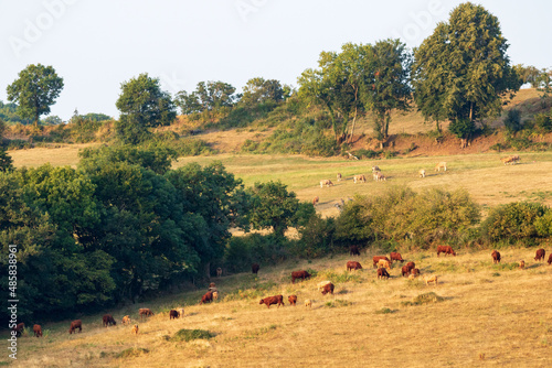 Pâturages du Cantal à l'aube