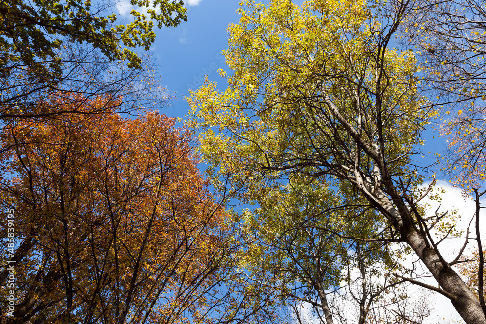 trees in a mixed forest during leaf fall trees in a mixed forest during leaf fall