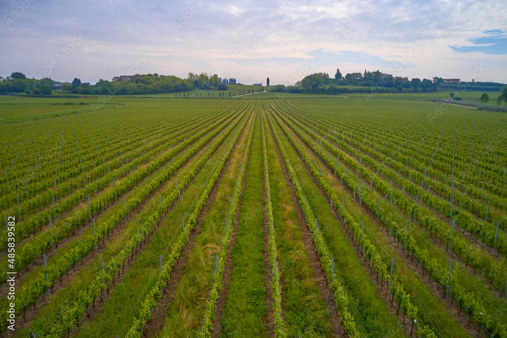 Vineyard plantations in Italy. Rows of green vineyards aerial view. Italian vineyards top view. Smooth rows of vineyards. Vineyards in Italy. Italian vineyard plantation drone view.