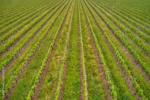 Italian vineyard plantation drone view. Vineyard plantations in Italy. Rows of green vineyards aerial view. Italian vineyards top view. Smooth rows of vineyards. Vineyards in Italy.